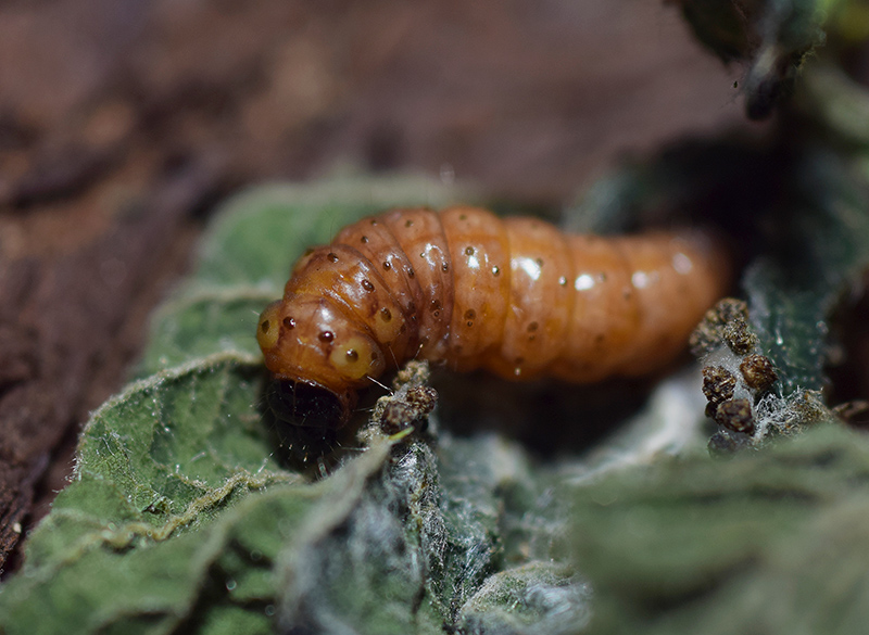 Notocelia uddmanniana - Tortricidae